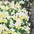 Flowers Sumire Violet Yellow Pink Colors