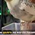 Как определить пол Кореллы попугай корелла Parrot птицы Cockatiel животные Birds Corella