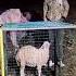Trapping A Sheep Stealing Wolf WolfTrap SheepProtection WildlifeEncounter FarmLife Shorts