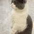 Cute Cat Videos Cat Videos Compilation 2022 308 Funny Cat Videos2022 Atb Animal Videos