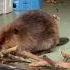 Baby Rescue Beaver Adorably Builds Dam To Keep Her Roommate Out
