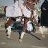 شاهد جمال خطوات الخيل العربي الاصيل فخامه وهيبه خيل السعودية