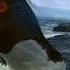 Rockhopper Penguins Make Landfall Nature On PBS