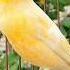 Canary Sound Animal Sounds Birds Animals Canary Funnyanimals