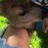 They Found A Baby Deer Without Its Mother And Then This Happened