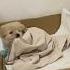 There S Nothing Better In This World Than A Cute Innocent Sleeping Pup