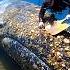Cleaning A Giant Whale In Open Sea Diver S Incredible Effort