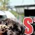 Rescuing 3 Puppies A French Bulldog And Big T S Operation