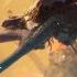 Bava Nisos Map Flythrough Guild Wars 2 Janthir Wilds