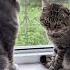 Cat веселыекоты марсик тимоша