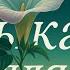 Akamu Eternal Edition Музыка для Сна и Снятия Стресса Очищение Сознания