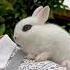 Quyon Rabbit