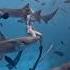 Shark Hosanna Vinnaithaandi Varuvaayaa A R Rehman