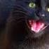 Angry Black Cat Fights Seagulls And Crows To Protect Their Food