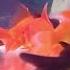 Gold Fish And Blackmore Fish Pets Fish Fishvideo Goldfish