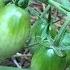How To Make A Layered Raised Vegetable Garden DIY