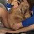 Dog Thinks He S A Baby Dog Golden Funny Entertainment Jokes Laugh Fun Doggo Reaction
