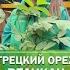 Грецкий орех Великан
