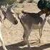 Donkey Horse Funny Duetz Funnyhorse Animals Equestrain