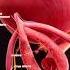 Clitoris With Its Structure And Relationship With Urethra And Vagina Clitoris Vagina