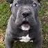 Cane Corso Puppies Puppy Canecorso Dog Dogbreed