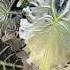МОЙ ЗАРОСШИЙ БАЛКОН НА ЗАКАТЕ Plants растения Flowers алоказия обзор цветы Plant
