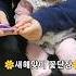 새해맞이 꽃단장하는 윰 잘 때만 가능했었는데 새해 꽃단장 손톱 얌전한 아기 Cute Baby Short 20240101