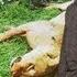 Richard Turere My Invention That Made Peace With Lions