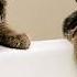 These CATS Are Too FUNNY New Cat Videos 2025