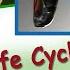 The Amazing Life Cycle Of The Monarch Butterfly