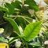 LIVE 432 Hz Healing Music Bird Sounds Powerful Music For Plants People Relax Grow Heal