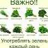 Польза зелени для здоровья зелень розмарин шалфей петрушка здоровыерецепты полезнознать