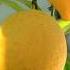 Lemon Tree Trini Lopez By MoniaDeejay