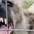 Scared Hyena Making A Laughing Sound