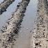 Nightmare In The South Record Prevent Plant Acres Cause Devastation For Farmers