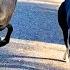 Sheep Knows His Dog Best Friend S Name The Dodo
