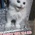Котик из А4 клоун