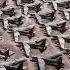 Airplane Boneyards Where Giants Of The Sky Go To Die Airplane Graveyard Boneyard Fyp