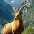 The Marvelous Markhor