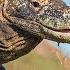 The World S Most Dangerous And Wildest Animal Komodo Dragon