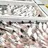 宮城出張 去年に出会った稚魚が 最高の魚 になっていました