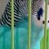 Пение волнистого попугая Parrottalking Song Music Birds Funnyanimals Funnyvideo