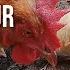 Tips Produksi Mencetak DOC Anak Ayam Petelur Sendiri Intermezzo
