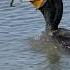 Cormorant Devours A Crab Copyrighted Canon R1 RF 100 500 Wildlife Birds Canonr1