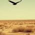 The Raven S Whisper