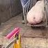 Two Guys Gently Guide Pig Onto Excavator Scoop Muddy
