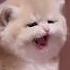 This Cat Is A Menace