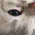 Кошка зовёт котёнка милый котик