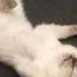 Котики устали мультикпередсном колыбельная цветняшки Cat Catlover Cute Cutekittten
