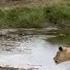 Lion Fails To Catch Gazelle In Epic Safari Footage